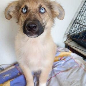 BEEJAY(♂) - ausgereist zur Tierhilfe Lebenswert DR 20.12.24