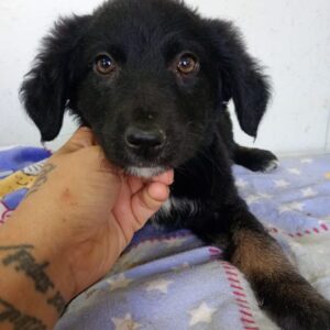 EMMELIN (♀) - reserviert Tierhilfe Lebenswert DR - vermittelt 08.11.24