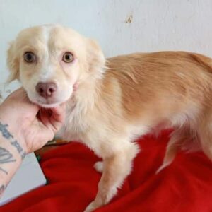 AIMY (♀) - ausgereist zu Vierbeiner in Not