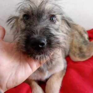 BLAIRE (♀) - reserviert Tierhilfe Lebenswert DR - vermittelt 08.11.24