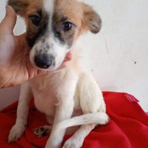 HELIN (♀) - vermittelt MD