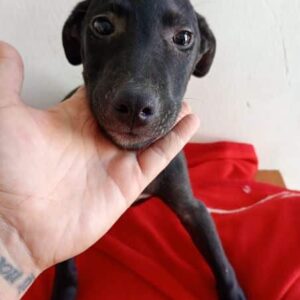 CAILEN (♂) - ausgereist zur Tierhilfe Lebenswert