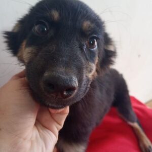 ARRAN (♂) - vermittelt MD