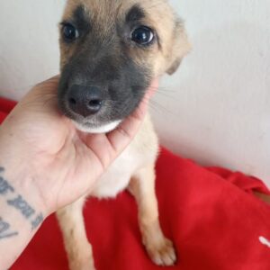 FIA (♀) – ausgereist zur Tierhilfe Lebenswert DR 22.11.24