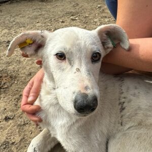 SIGGIE (♂) - sollte zeitnah reisen, sehr überfordert und schon unsicher - ausgereist zur Tierhilfe Lebenswert DR 28.02.2025