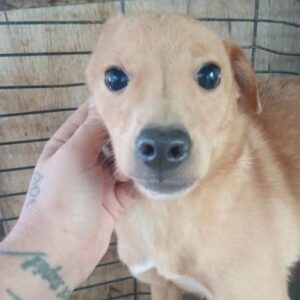 GRISHU (♂) - ausgereist zur Tierhilfe Lebenswert DR 15.03.25