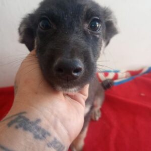 LUNIZ (♂) - vermittelt MD