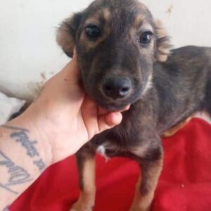 NOURI (♀) - vermittelt JW