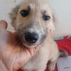 SUSANNAH (♀) - reserviert Tierhilfe Lebenswert DR - vermittelt 08.11.24