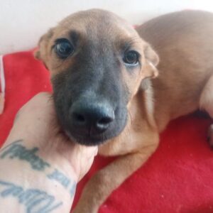 FATIH (♂) - ausgereist zur Tierhilfe Lebenswert