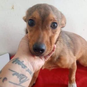 LOLLE (♀) - ausgereist zur Schäferhundrettung e.V.