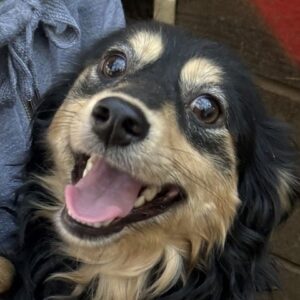 OSWIN (♂) - ausgereist zum TST Rösrath