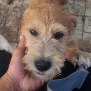 MARILLE (♀) - ausgereist zu Pro Vita Animale e.V.