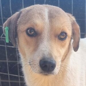 RAGNA (♀) - sehr dünn