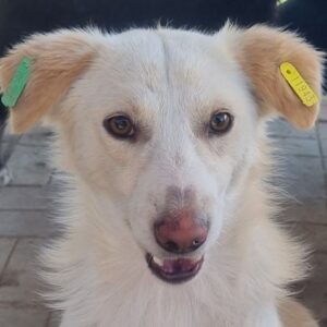 NELSON (♂) - ausgereist zum TST Rösrath (AL)