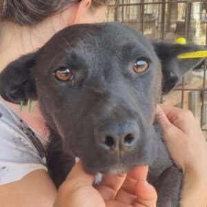 WASTL (♂) - ausgereist zum TST Rösrath