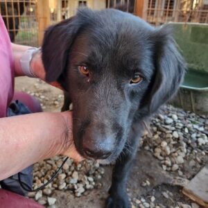 GOODBOY (♂) - Dreibein (Doppelerfassung =ROBBY)