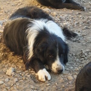 BRUTUS (♂) - entzündete Augen (10/24)