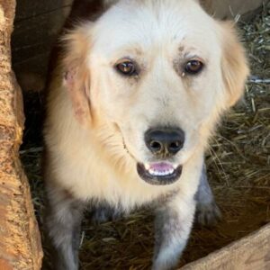 RIKKI (♂) - starke Hautprobleme (10/24)