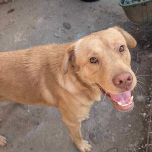 JANO (♂)- auf PS im PLZ Bereich 12 (NU)