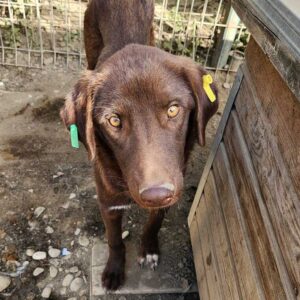 BROWNY (♂) - Notfall in Rumänien - jetzt auf PS im PLZ Bereich 26 - vermittelt