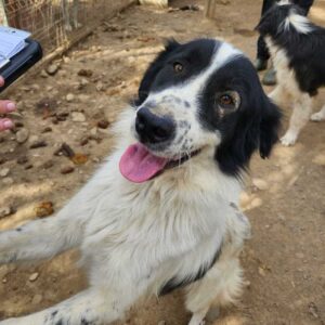 SORIN (♂) - Hautprobleme am Auge (10/24)