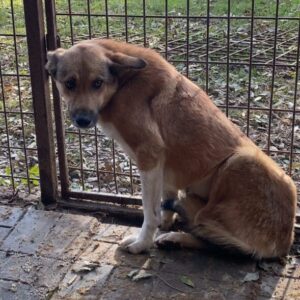 AMALIE (♀) - halbe Hinterpfote amputiert