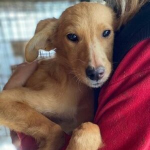 LUMINA (♀) - ausgereist zu Vierbeiner in Not