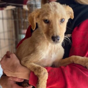 KRÜMEL (♂) - ausgereist zu Vierbeiner in Not