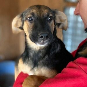 BIRDY (♂) - vermittelt MD