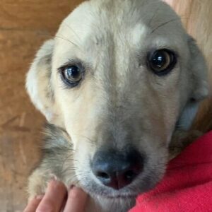 MILENA (♀) - ausgereist zu Vierbeiner in Not