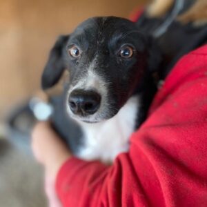 RAYDAH (♀) - Notfall in Rumänien - jetzt auf PS im PLZ Bereich 18 - vermittelt