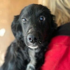 BELLEZZA (♀) - ausgereist zu Tiere in Not Odenwald e.V. (PM)