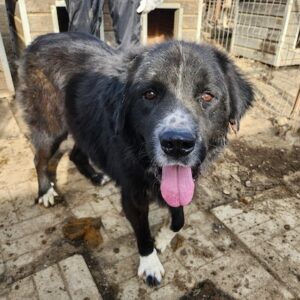 GARRY (♂) - med. Notfall - Unrundes Gangbild, humpelt vorne links