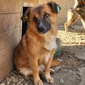 SILVANA (♀) - ausgereist zu Tiere in Not Odenwald e.V. (PM)