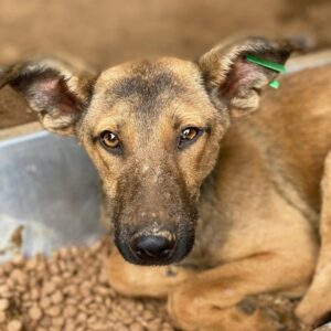 ESPOIR (♂) - auf PS im PLZ Bereich 68