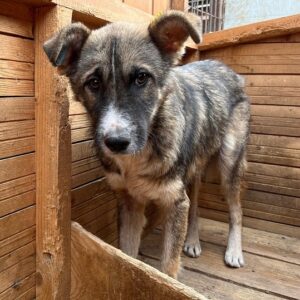 FLOCKI (♂) - Notfall in Rumänien - jetzt auf PS im PLZ Bereich 94