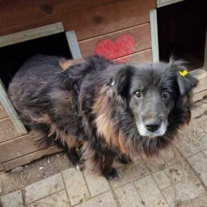 PIPP (⚤) - vermittelt BD