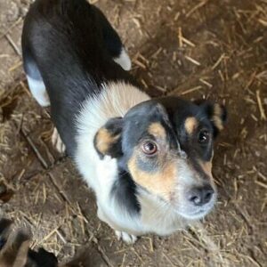 TRUDY (♀) - vermittelt MD