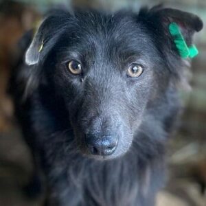 TAIGO (♂) - vermittelt NH