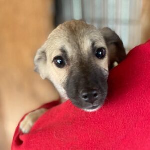 NEYLA (♀) - auf PS im PLZ Bereich 53 *ausgereist* - vermittelt