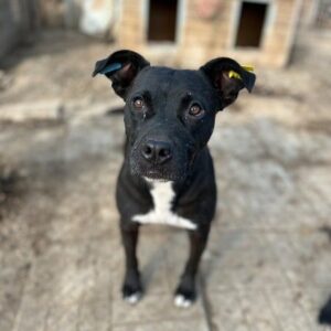 LILOU (♀) - Vermittlung nur nach AT möglich - Staff-mix - seit mind. 2022 im Shelter