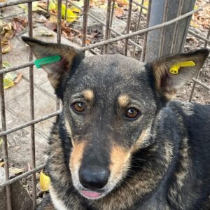 BABI (♀) - zu dünn