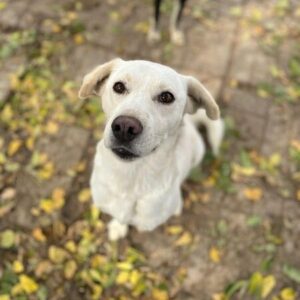 ELMO (♂) - auf PS im PLZ Bereich 08 - vermittelt