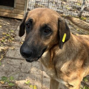 JARLA (♀) - zu dünn