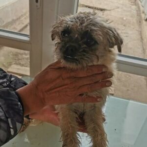 BILLA (♀) - vermittelt MD