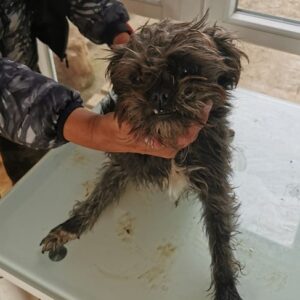 SOLOME (♀) - ausgereist zu TiNO