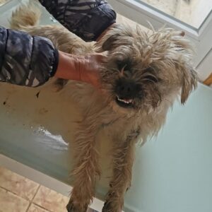 FERDINAND (♂) - ausgereist zu TiNO