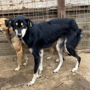 GUAPA (♀) - Notfall in Rumänien - jetzt auf PS im PLZ Bereich 58 *ausgereist* - vermittelt