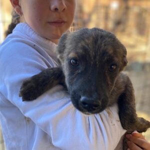 KEKE (♂) - auf PS im PLZ Bereich 92 *ausgereist*